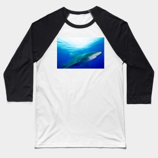 Oceanic White Tip Shark in Motion Baseball T-Shirt